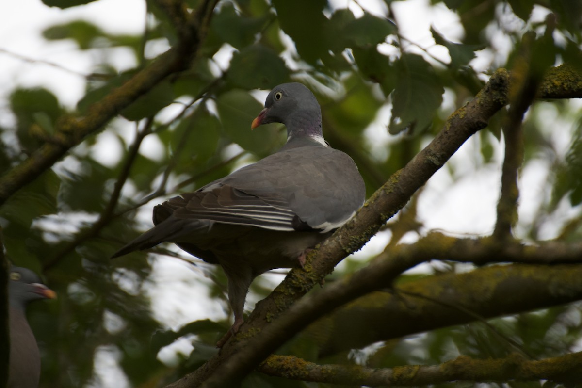 Common Wood-Pigeon - Ali Hassan