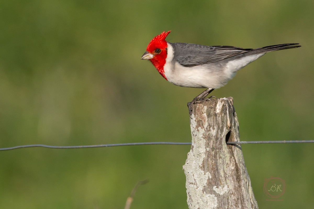 Red-crested Cardinal - ML598636481