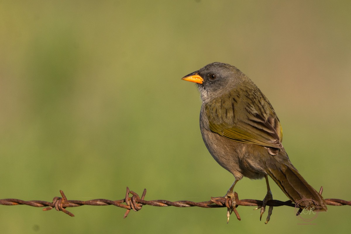 Great Pampa-Finch - ML598636551