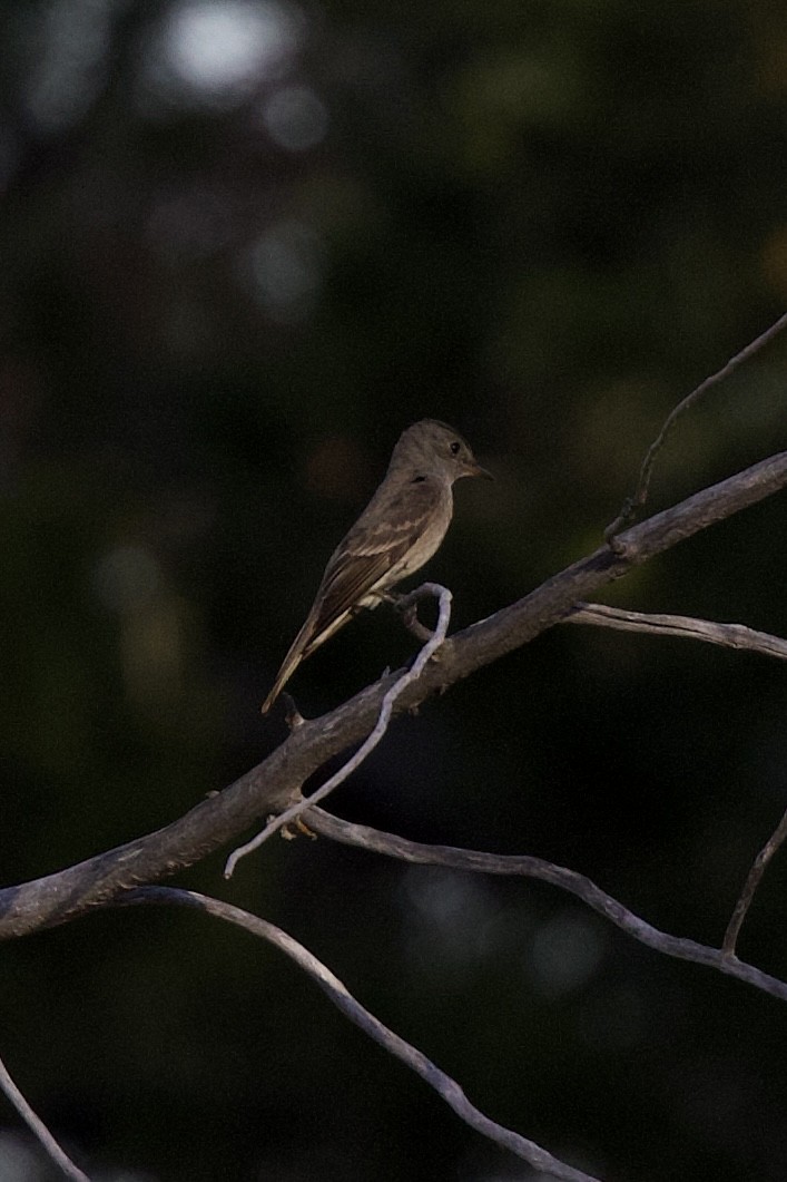 Western Wood-Pewee - ML598638141