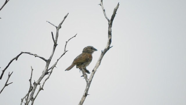 Tumbes Sparrow - ML598638981