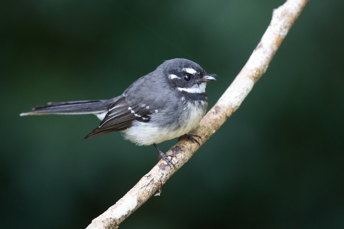 Gray Fantail - ML598639221