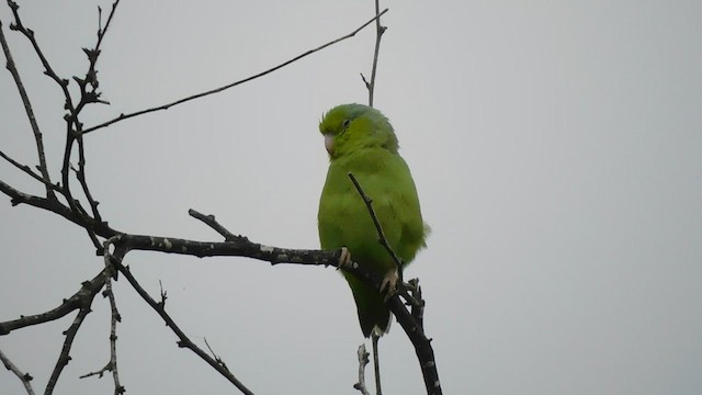 Папуга-горобець еквадорський - ML598639361