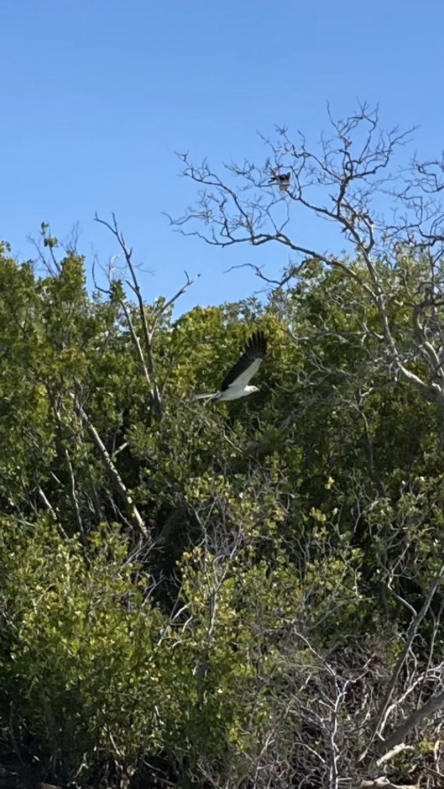 White-bellied Sea-Eagle - ML598639741