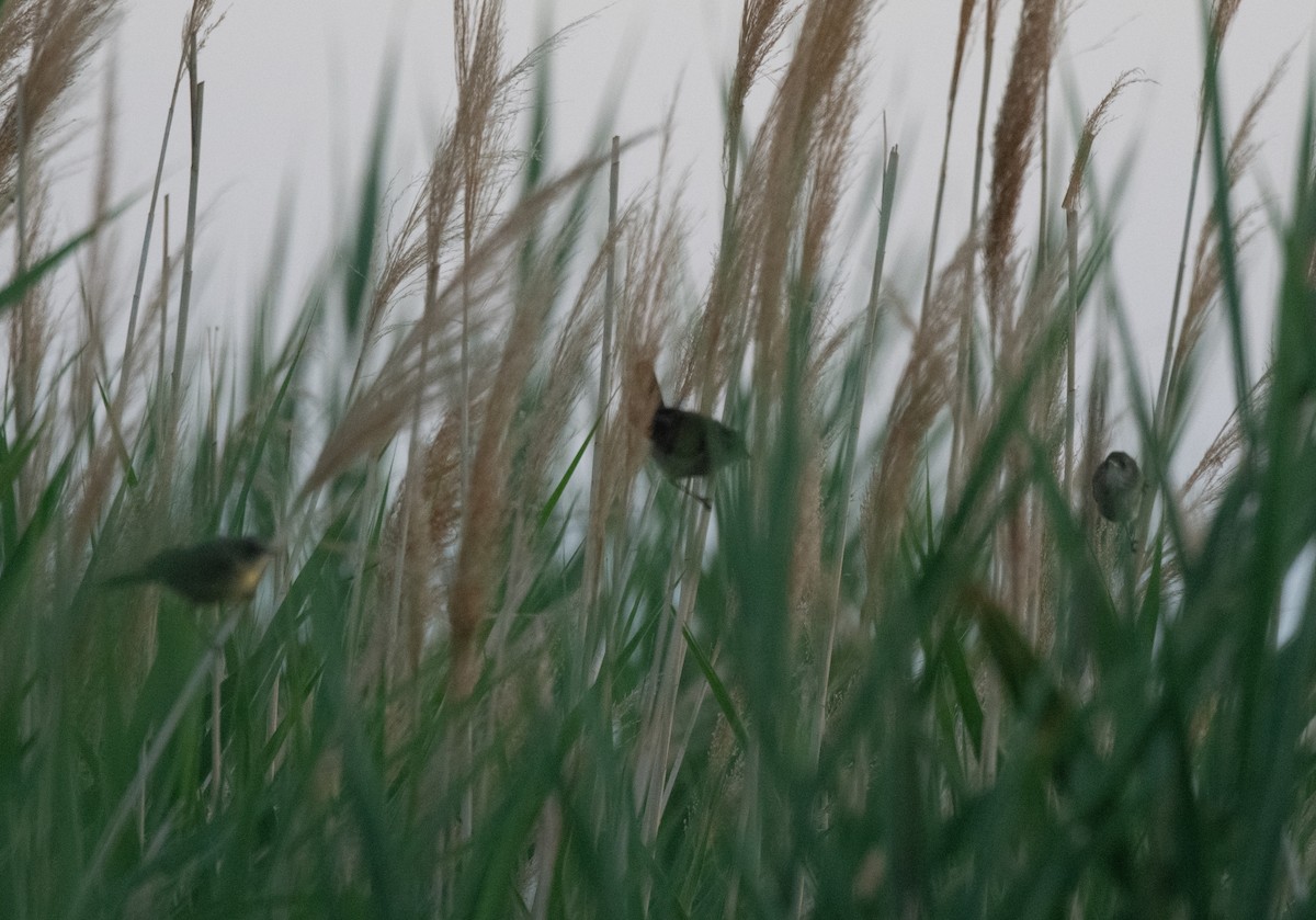 Marsh Wren (plesius Group) - ML598640261