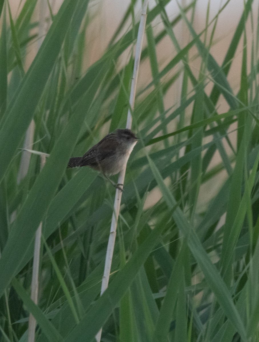 Marsh Wren (plesius Group) - ML598640361