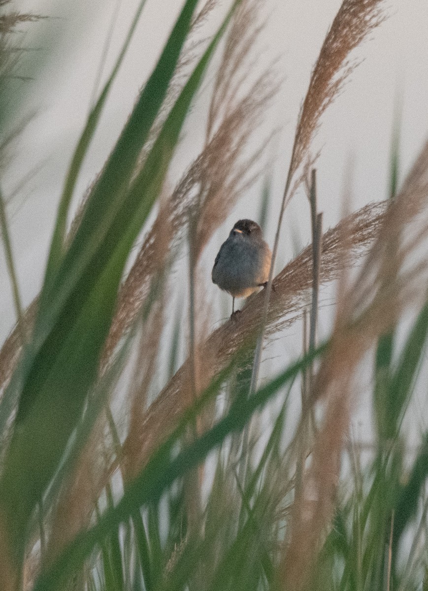 Marsh Wren (plesius Group) - ML598640391