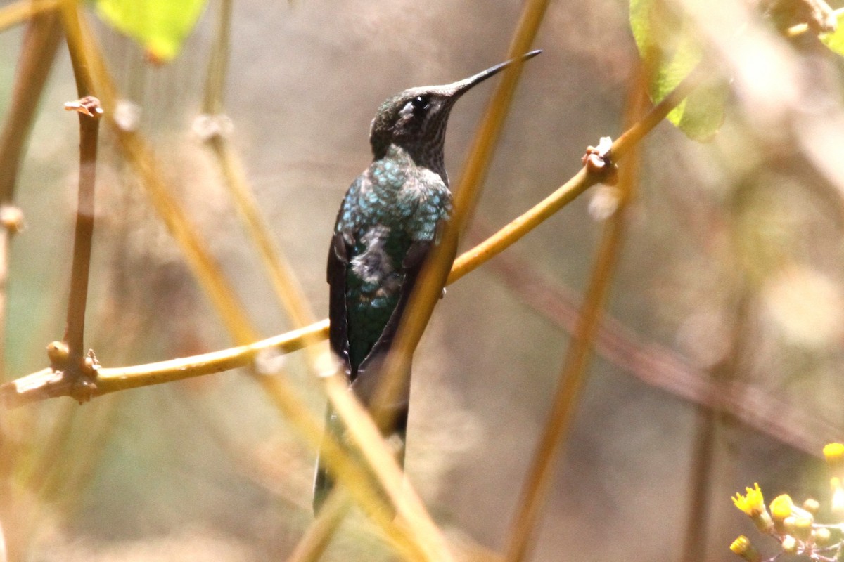 Bronze-tailed Comet - Oscar  Diaz