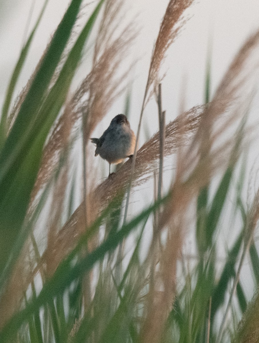 Marsh Wren (plesius Group) - ML598640421