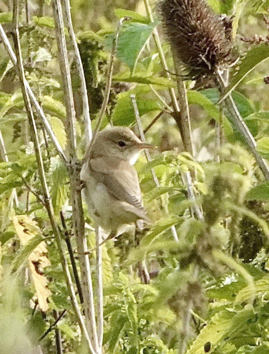 Marsh Warbler - ML598640431
