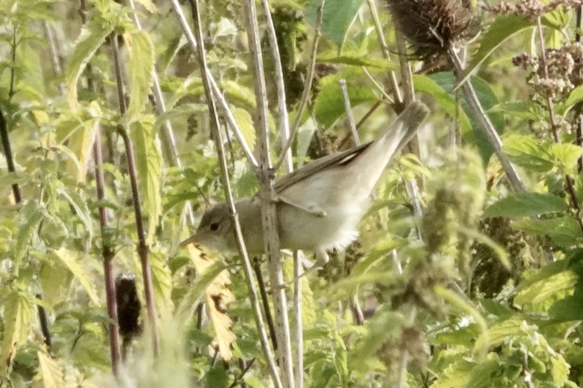Marsh Warbler - ML598640441