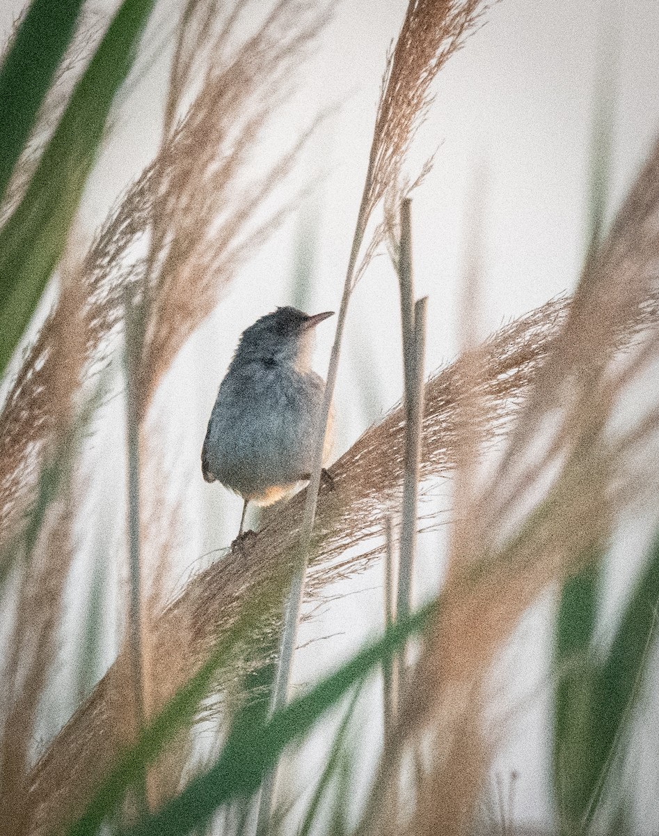 Marsh Wren (plesius Group) - ML598640471