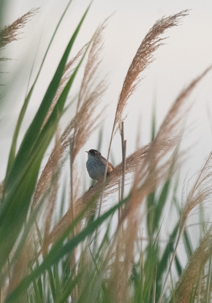 Marsh Wren (plesius Group) - ML598640501