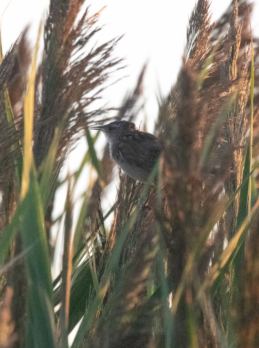 Marsh Wren (plesius Group) - Esther Sumner