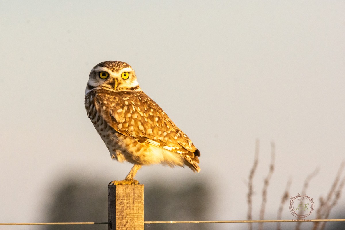 Burrowing Owl - ML598640891