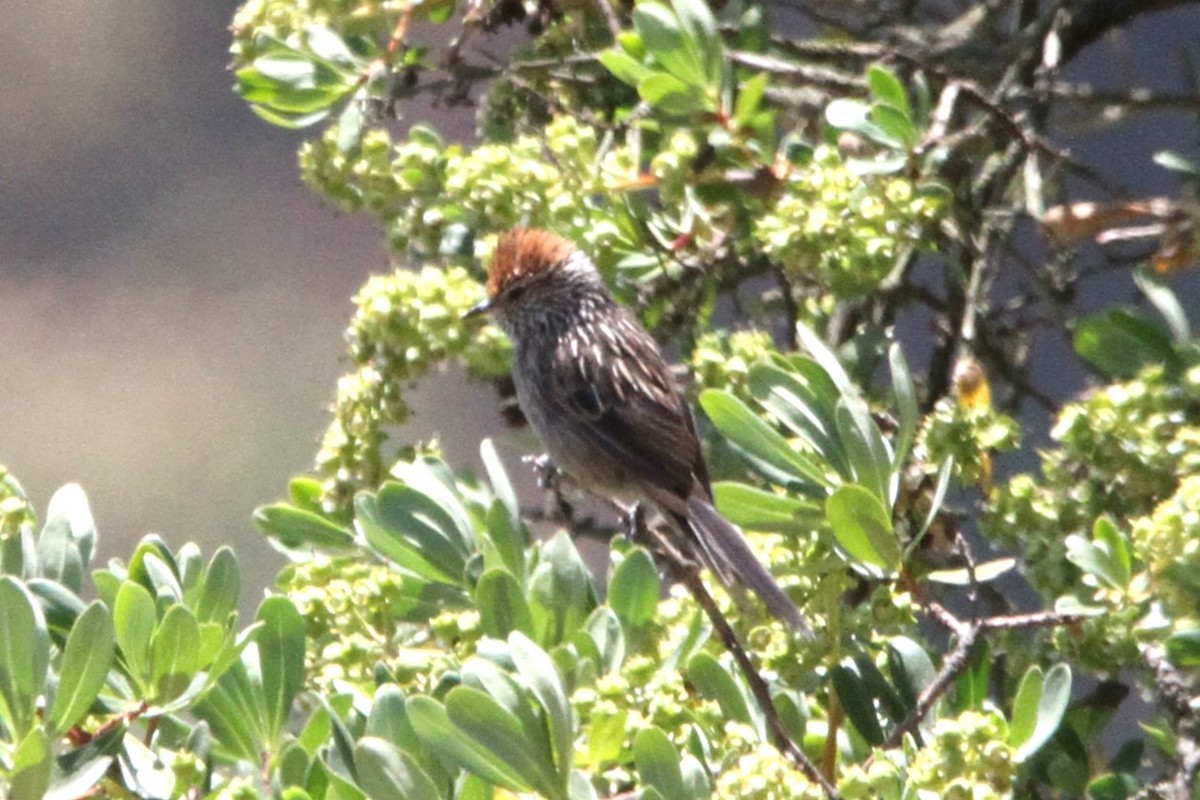 Rusty-crowned Tit-Spinetail - ML598641701