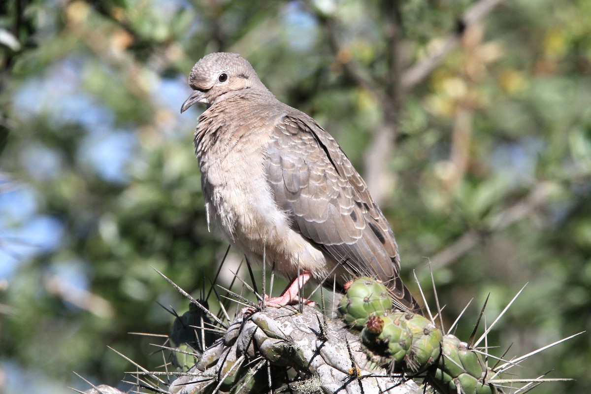 Eared Dove - ML598642051