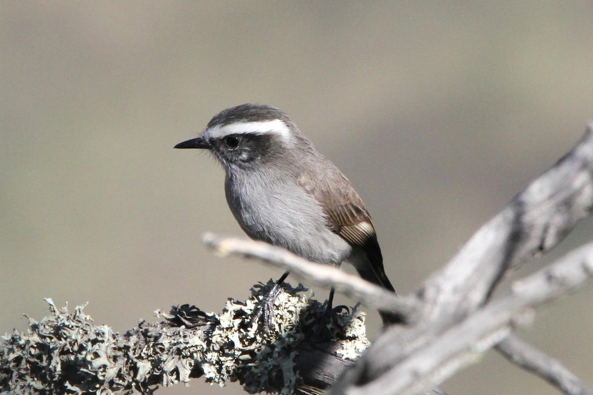 White-browed Chat-Tyrant - ML598642561