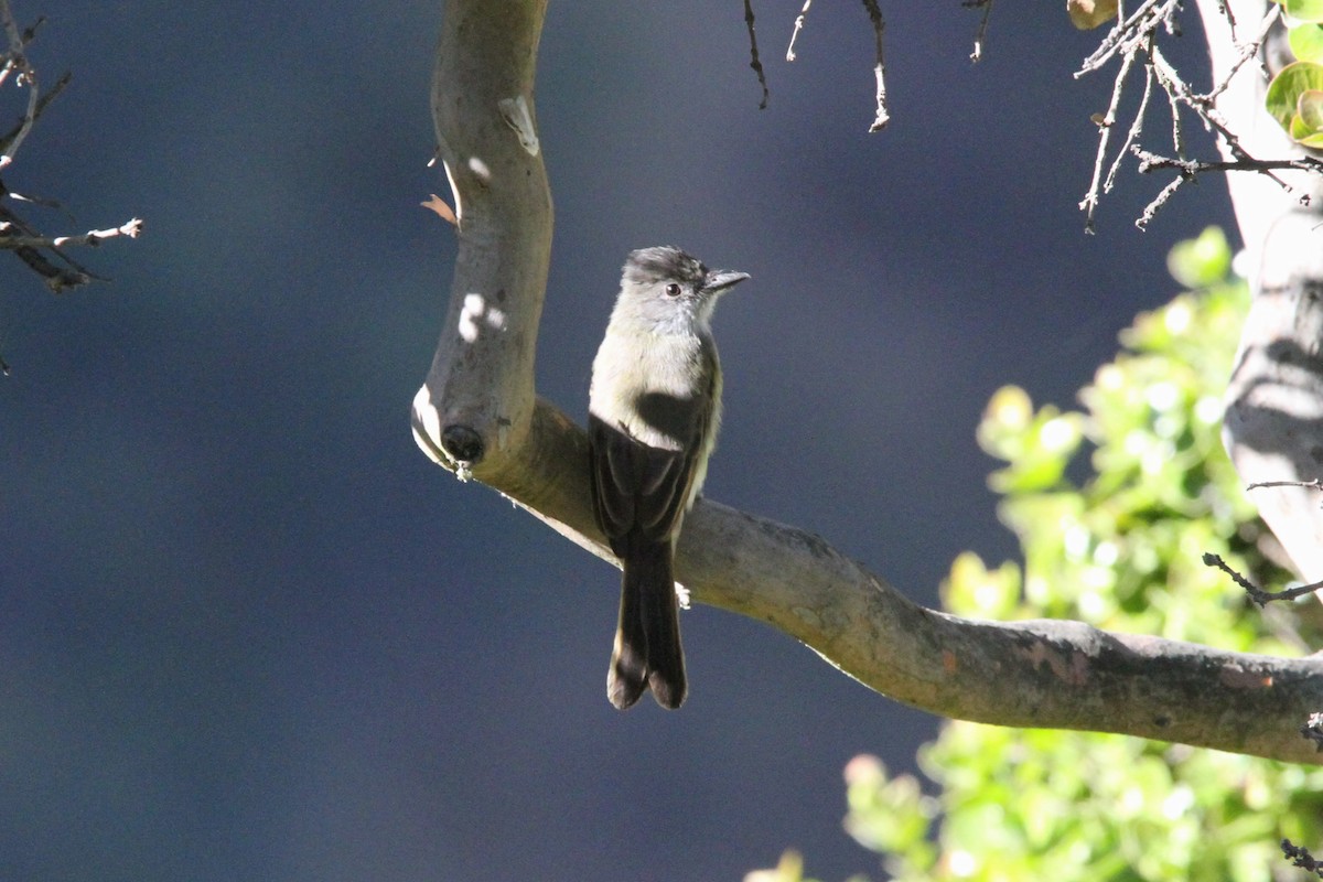 Dusky-capped Flycatcher - ML598642641