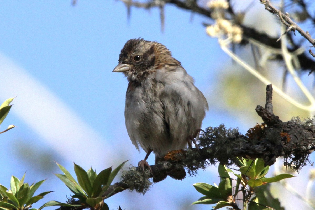 Rufous-collared Sparrow - ML598642751