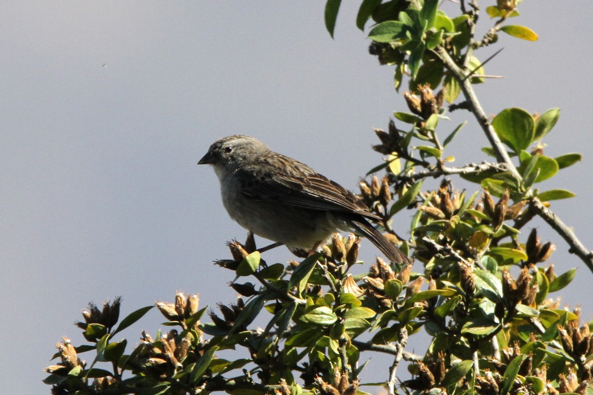 Ash-breasted Sierra Finch - ML598642961