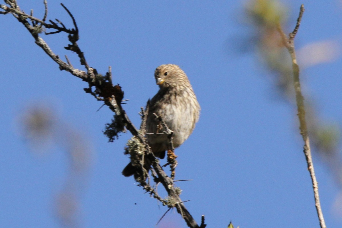 Band-tailed Seedeater - ML598643061