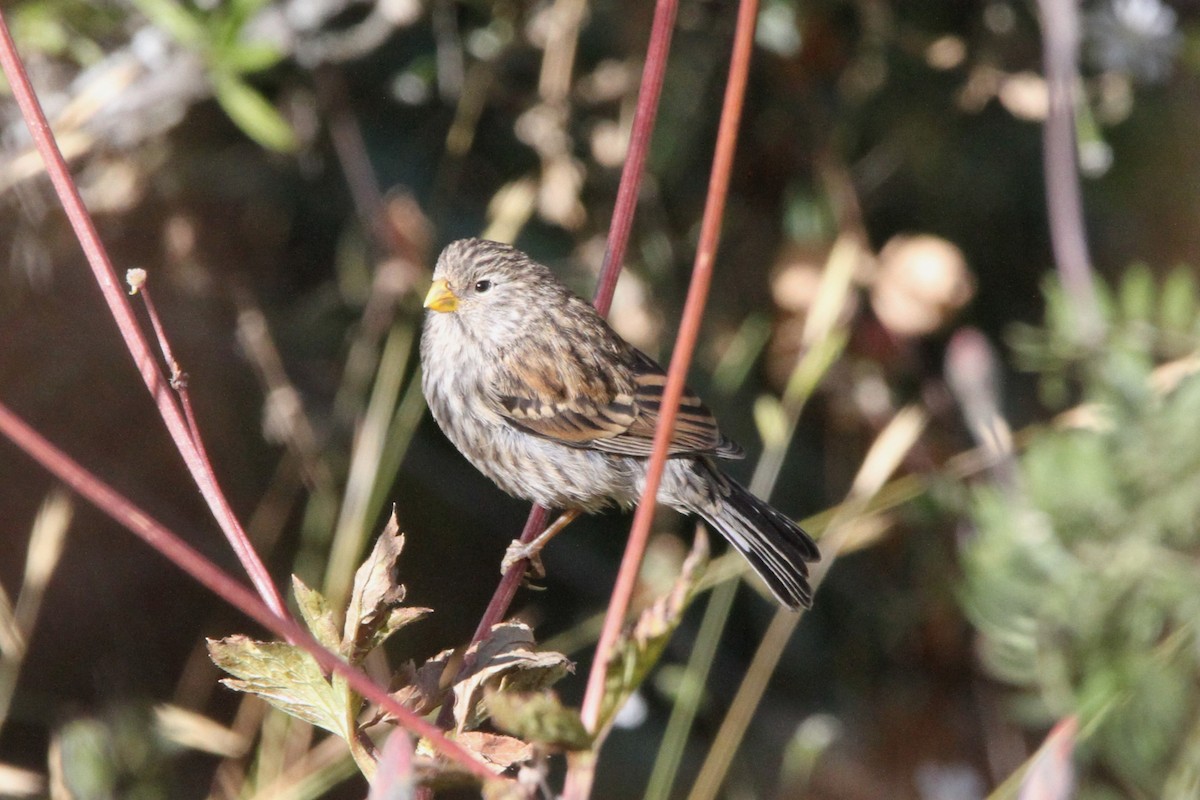 Band-tailed Seedeater - ML598643071