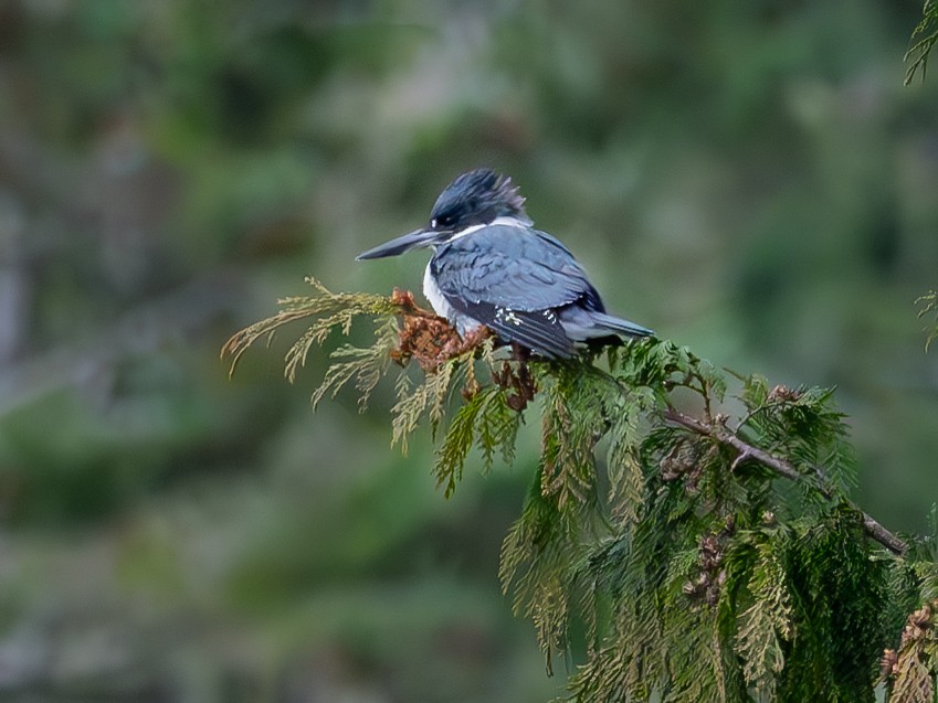 Belted Kingfisher - ML598643271