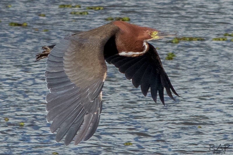 Rufescent Tiger-Heron - ML59864511