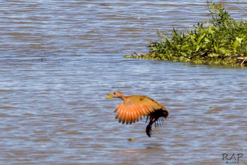 Giant Wood-Rail - ML59864561