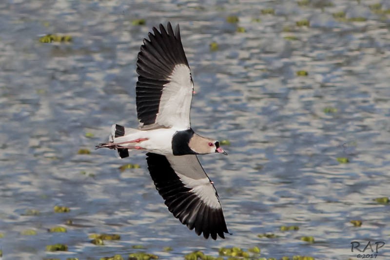 Southern Lapwing - Ricardo A.  Palonsky