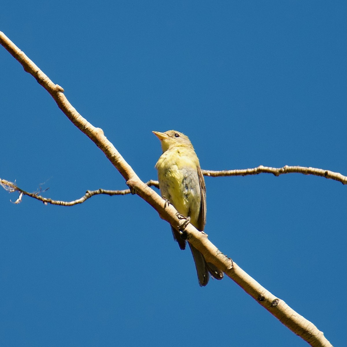 Western Tanager - ML598646401