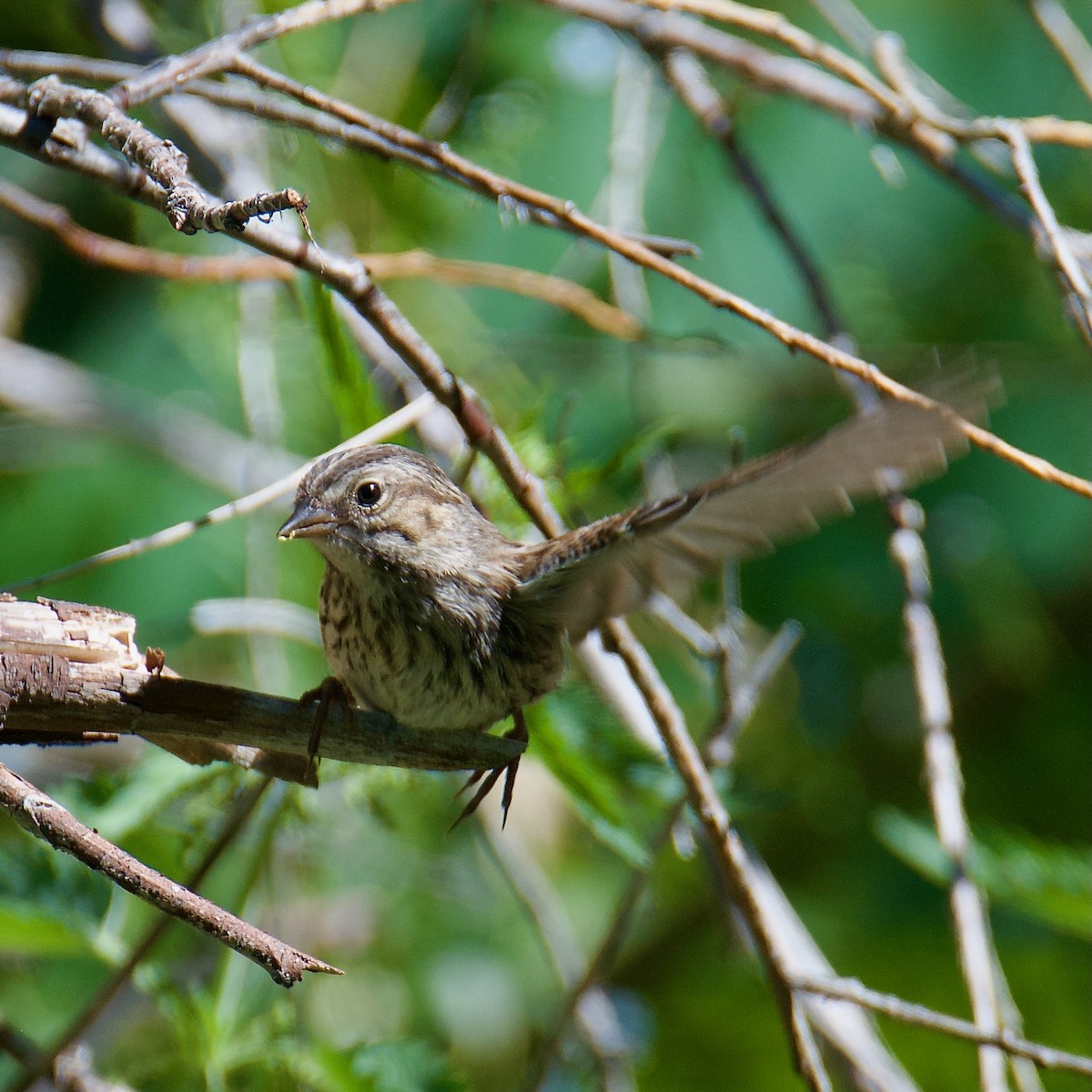 Song Sparrow - ML598646411