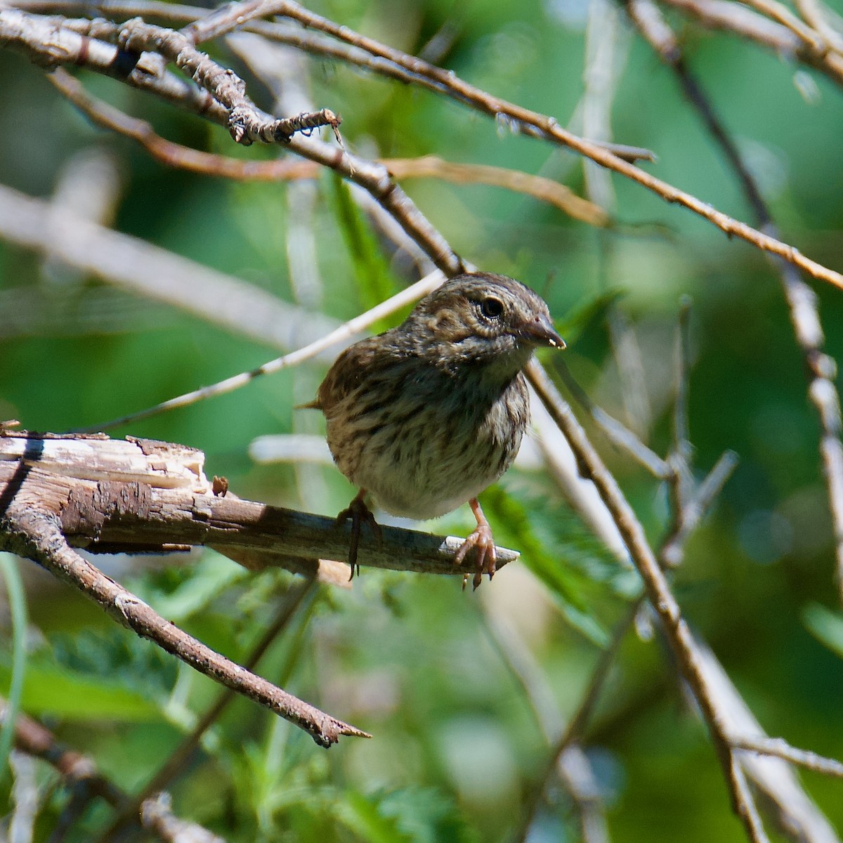 Song Sparrow - ML598646421