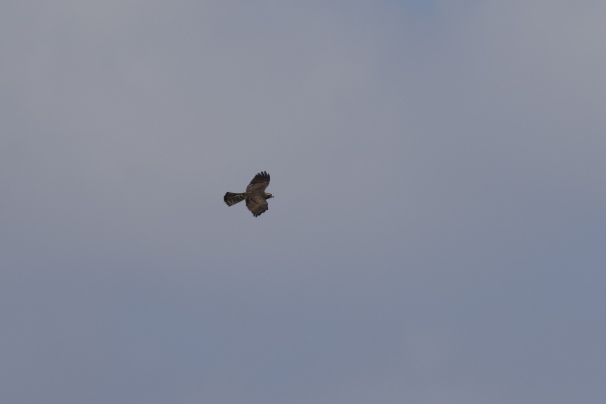 Gray-faced Buzzard - ML598646551