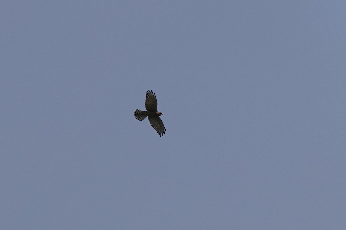 Gray-faced Buzzard - ML598646561