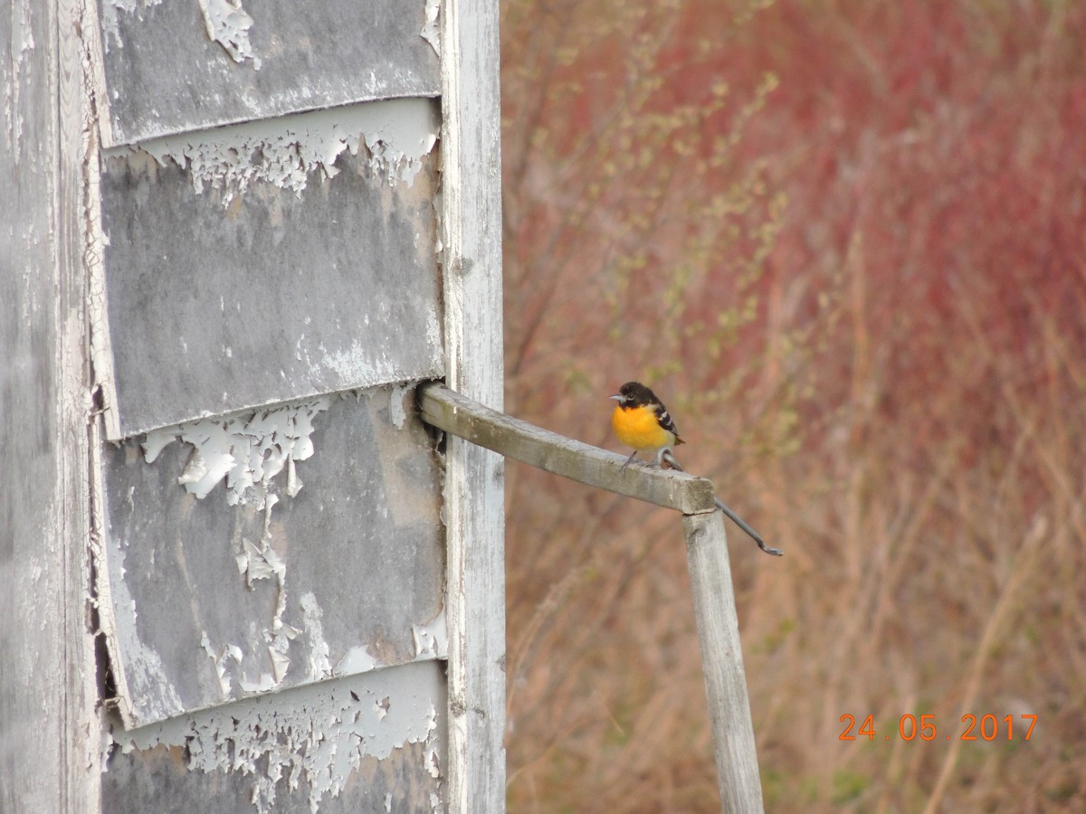 Baltimore Oriole - COG Club des ornithologues de la Gaspésie