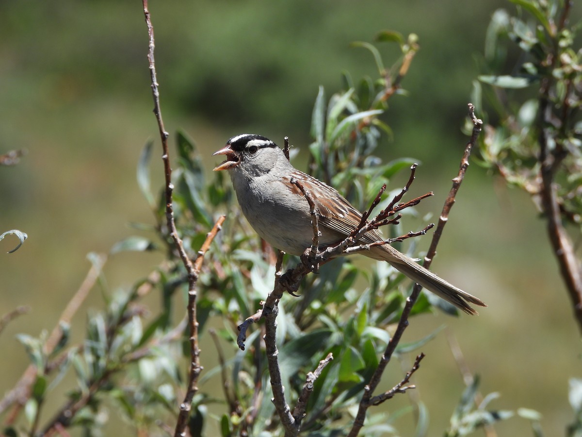 Bruant à couronne blanche - ML598646811