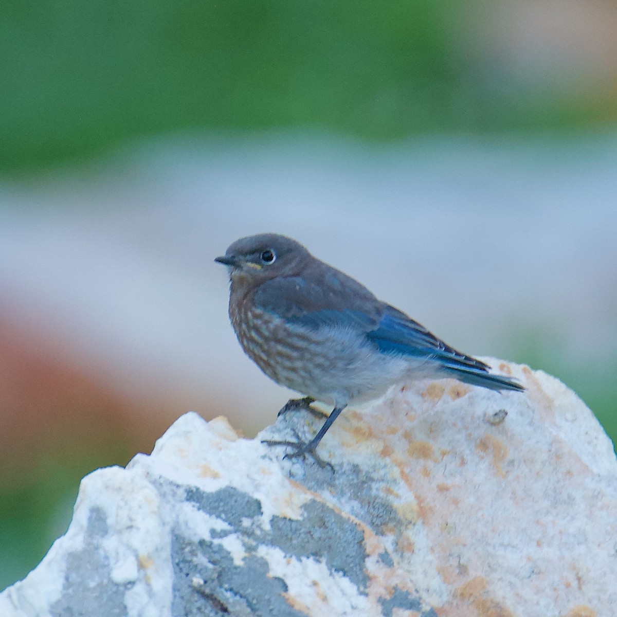 Mountain Bluebird - Cheryl & Scott Taylor