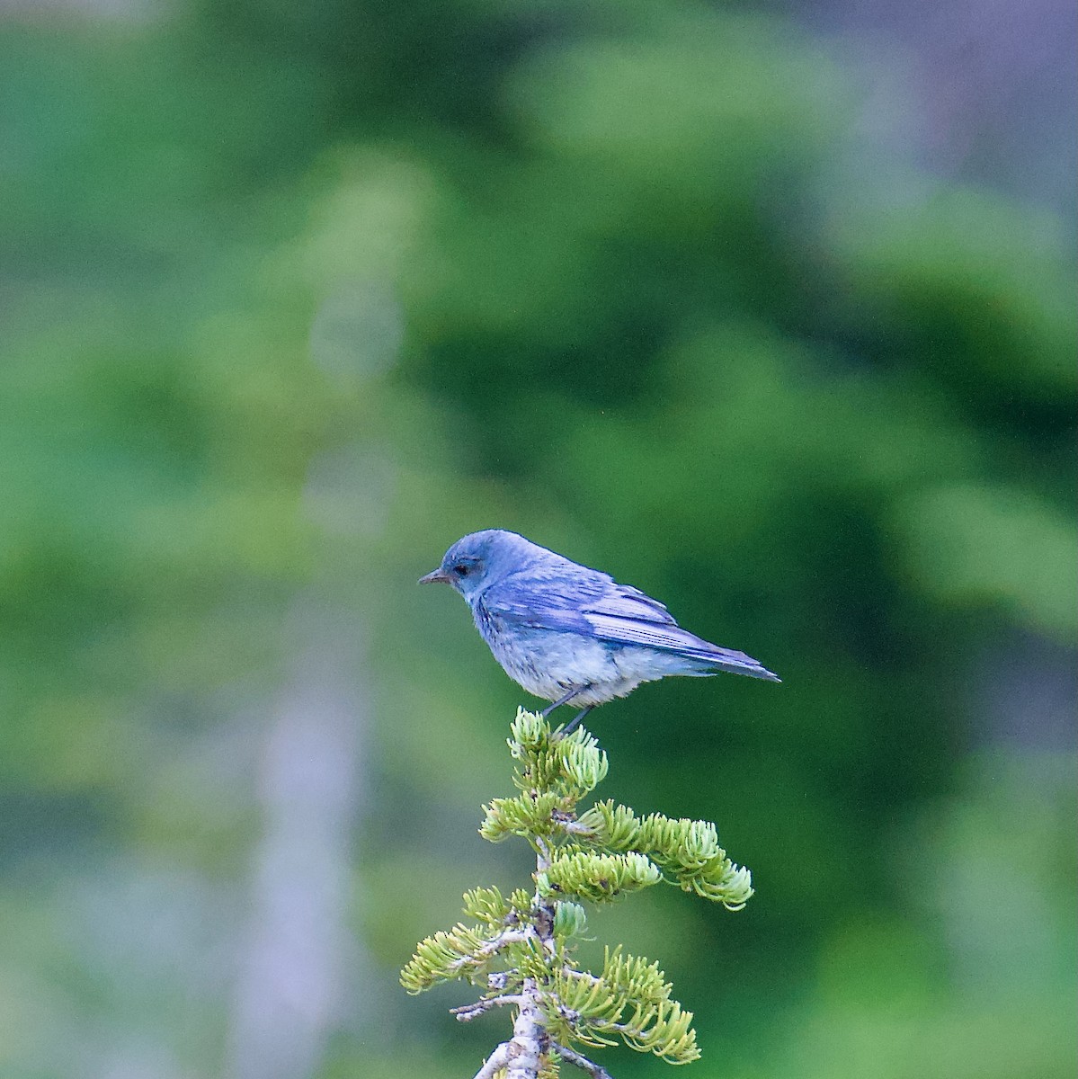 Mountain Bluebird - Cheryl & Scott Taylor