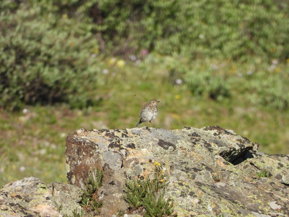 Sage Thrasher - ML598647681