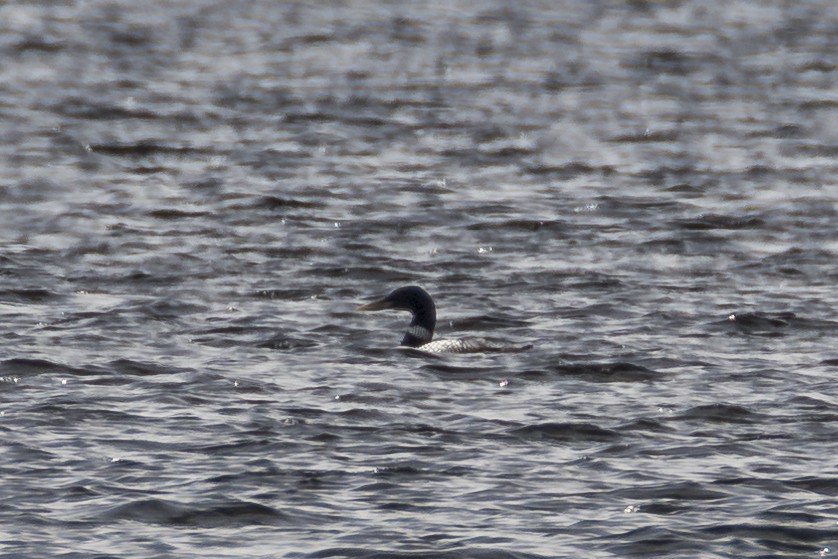 Yellow-billed Loon - ML59864791