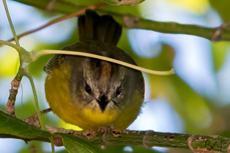 Goldhähnchen-Waldsänger - ML59864861