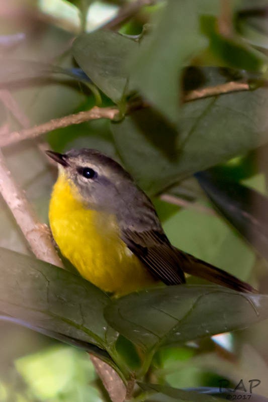 Golden-crowned Warbler - ML59864871