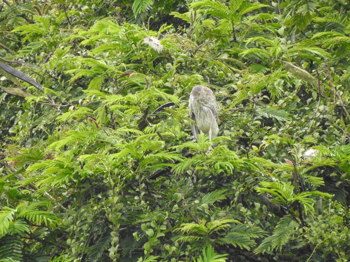 Black-crowned Night Heron - ML598649041