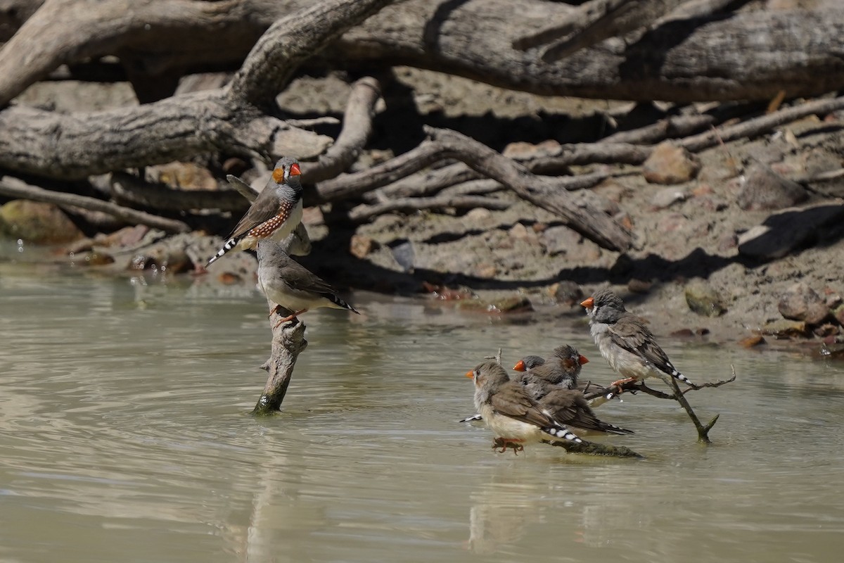 Zebra Finch (Australian) - Megan Moody