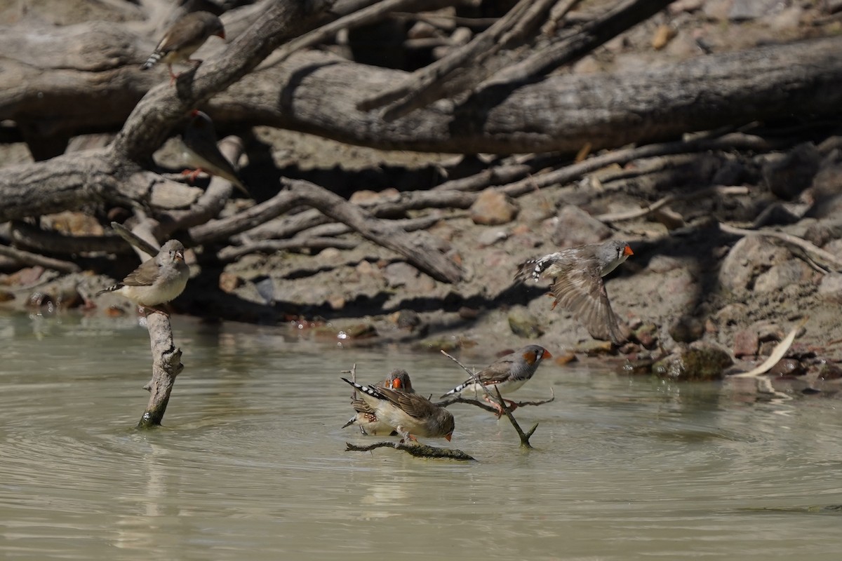 Zebra Finch (Australian) - ML598650941