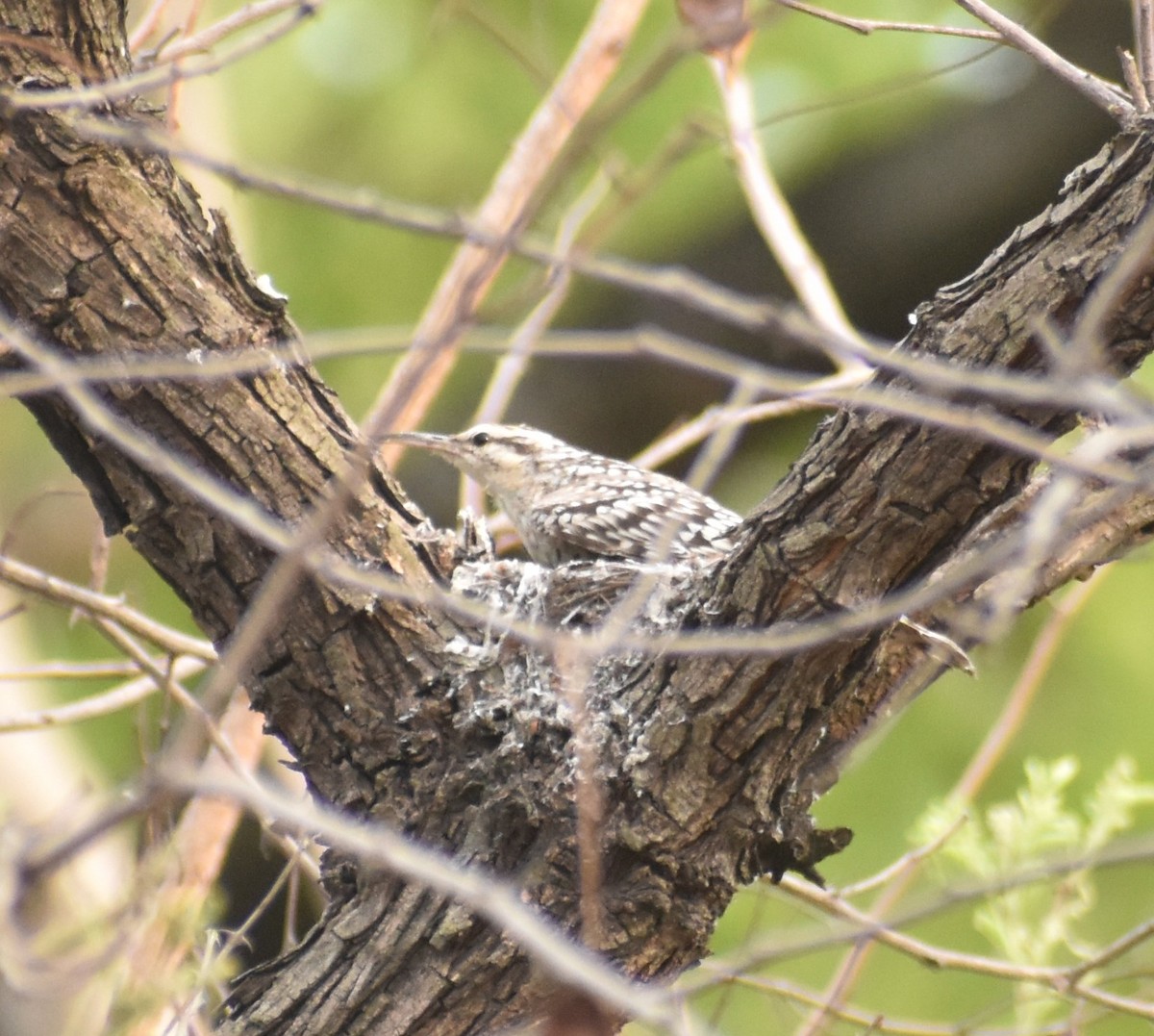 Indian Spotted Creeper - ML598651001