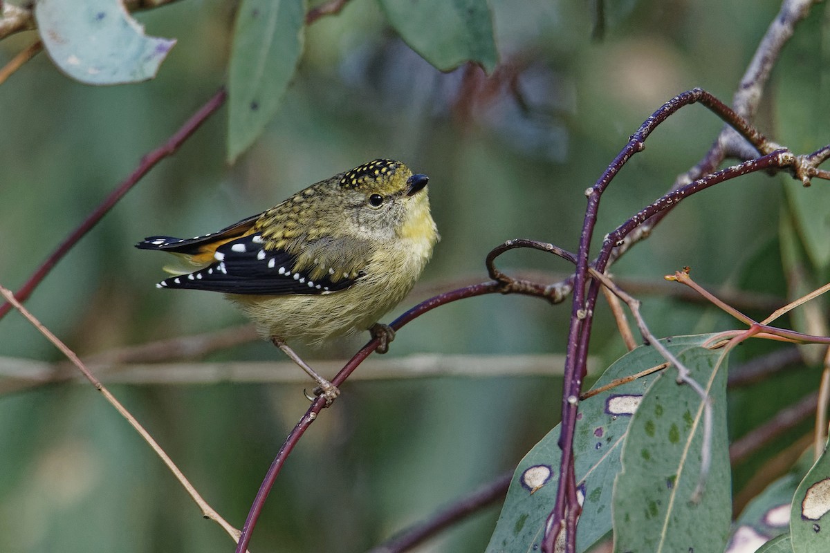 Spotted Pardalote - Darren Hibberd