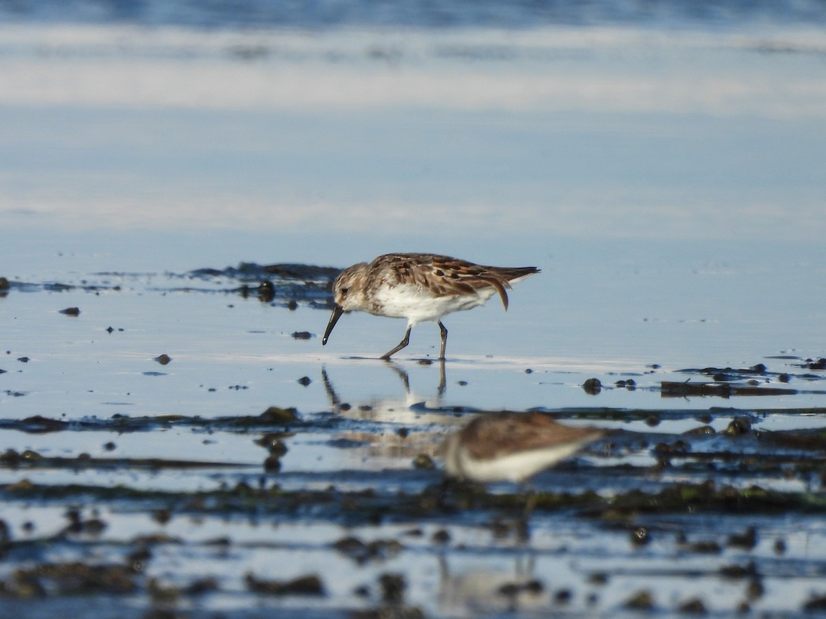 Western Sandpiper - Enrico Konig